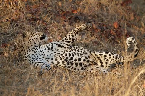 Leopard swatting off a fly Stock Photos