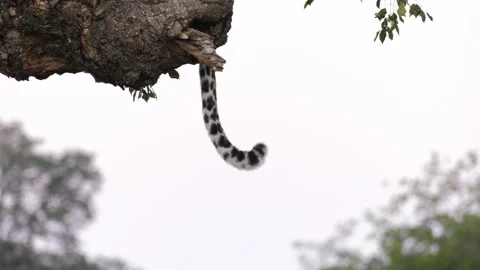 Leopard Tail Stock Footage 146579256