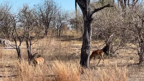 Leopard Takes Down Its Prey, Botswana - 20 Aug 2022 Stock Footage 247528734