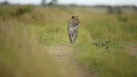 Leopard taking a stroll in the Savannah. Stock Footage 331354243