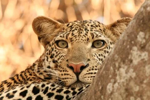 Leopard tanzania Stock Photos