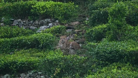 Leopard in the tea-plantation Stock Footage 341352195