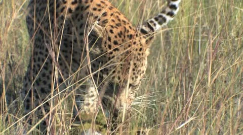 Leopard Tearing Off Meat - 1 Stock Footage 22148408