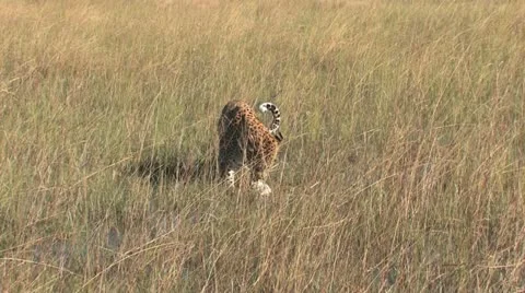 Leopard Tearing off Meat - 2 Video stock 22148542