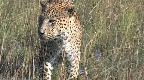 Leopard Tearing off Meat - 3 Video stock 22148549