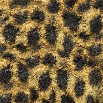 Leopard texture and pattern for background.Texture or background Stock Photos