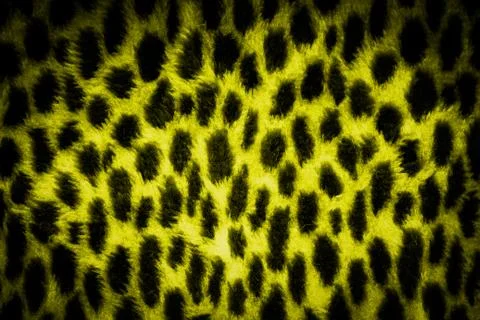 Leopard texture background Stock Photos