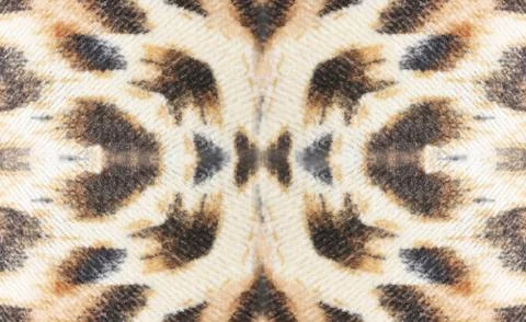 Leopard Texture Background. Stock Photos