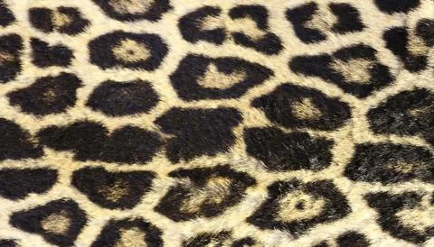 Leopard texture background Stock-Fotos
