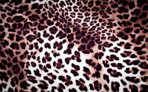 Leopard texture Stock Photos