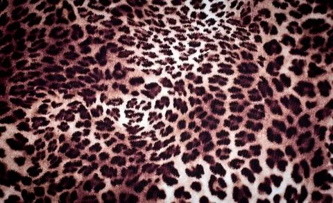 Leopard texture Stock Photos