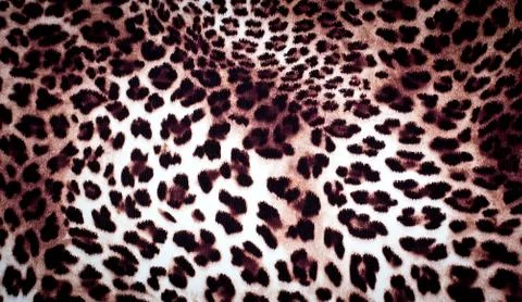 Leopard texture Stock Photos