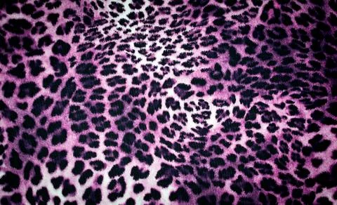 Leopard texture Stock Photos