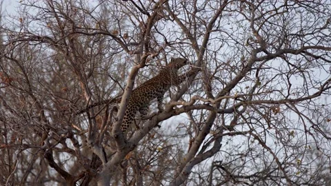 Leopard in thin tree hunting a tree squril fails Stock Footage 237443847