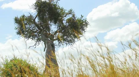 Leopard through grass low shot Vídeos de archivo 55305653