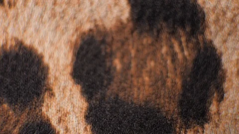 Leopard tiger Print Pattern Fabric Close up textile macro extreme Stock Footage 101663351