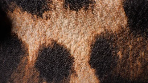 Leopard tiger Print Pattern Fabric Close up textile macro extreme Stock Footage 101663396