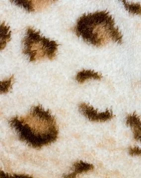 Leopard tiger skin texture background Stock Photos
