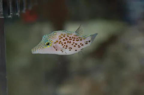 Leopard Toby Puffer ( Canthigaster leopard) Stock Photos