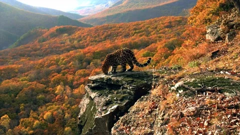 Leopard on top of a cliff inspects the area Stock Footage 233236021