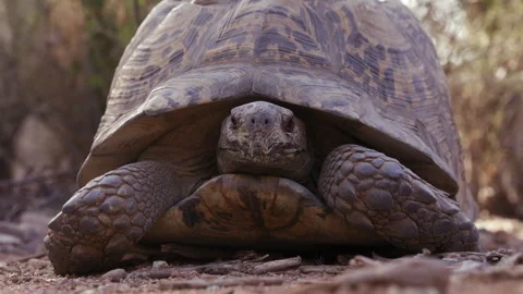 Leopard tortoise cautiously looks around with head in shell - wide shot Stock Footage 262541258