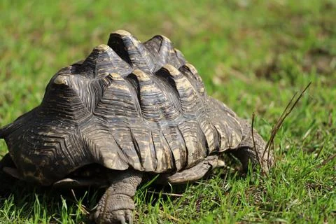 Leopard tortoise close up showing shell pattern Stock Photos