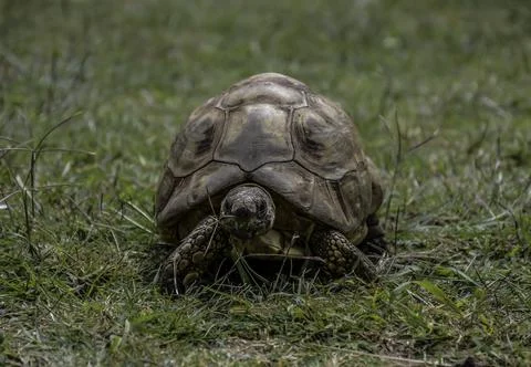 Leopard tortoise closeup with hard shell in africa Stock Photos