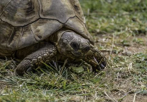 Leopard tortoise closeup with hard shell in africa Stock Photos