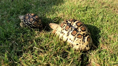 Leopard tortoise couple walking in the grass garden. Stock Footage 233829358