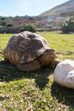 Leopard tortoise crawls on grass in South Africa Stock Photos