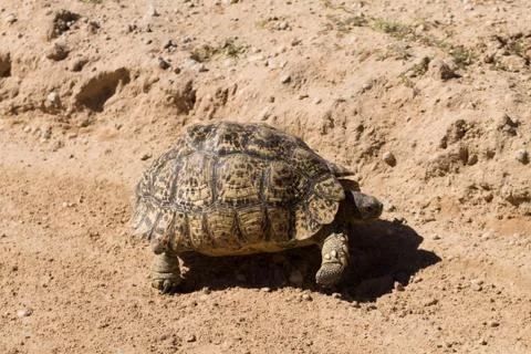 A leopard tortoise cross the road Stock Photos