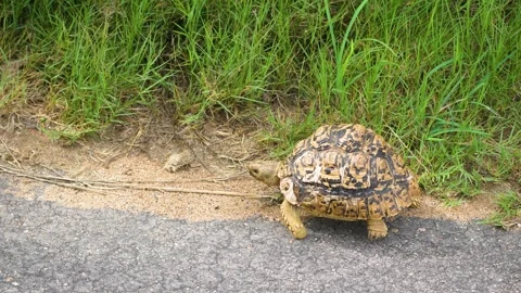 Leopard Tortoise Crossing Road in Natural Habitat During Daytime Stock Footage 268967394