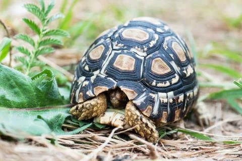 Leopard tortoise in the defense position Stock Photos