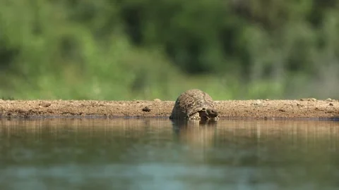 Leopard tortoise drinking at the edge of a waterhole. Stock Footage 312795055