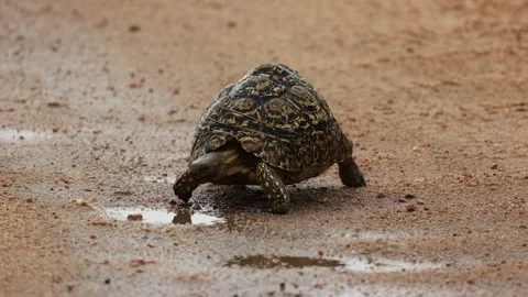 Leopard tortoise drinking rain water from the sand road Stock Footage 252193569