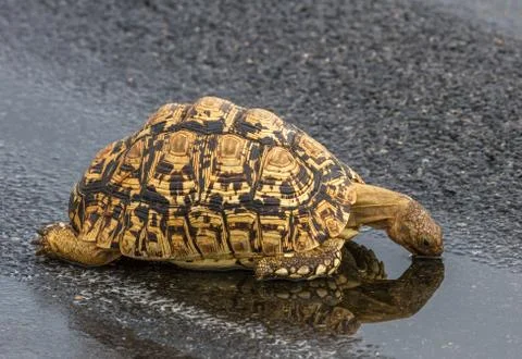 Leopard Tortoise Drinking Water Stock Photos