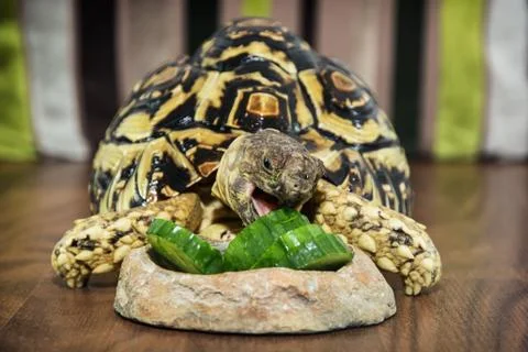 Leopard tortoise eating cucumber Stock Photos
