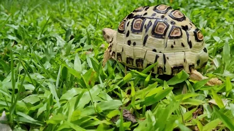 Leopard tortoise fast running in the garden. Stock Footage 212956512