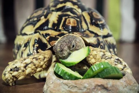 Leopard tortoise is feeding Stock Photos
