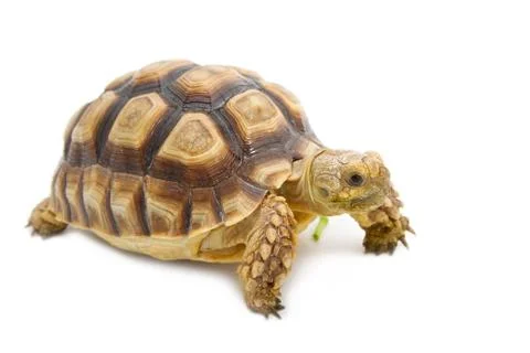Leopard tortoise (geochelone pardalis) Stock Photos