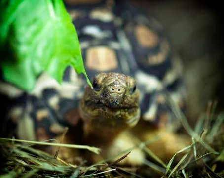 Leopard tortoise (geochelone pardalis) Stock Photos