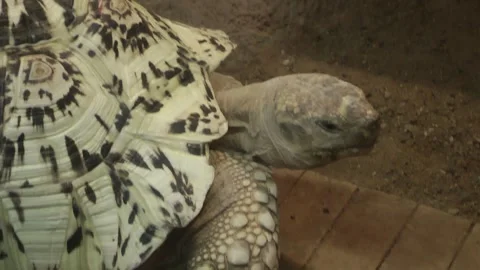 A Leopard tortoise head background Stock Footage 343638761