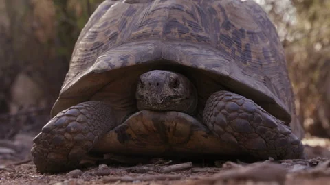 Leopard tortoise with head hidden in shell outside in african nature on Stock Footage 261792155