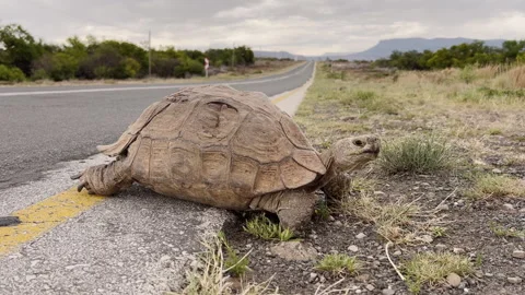 Leopard tortoise in the Karoo crossing the road Stock Footage 328073546