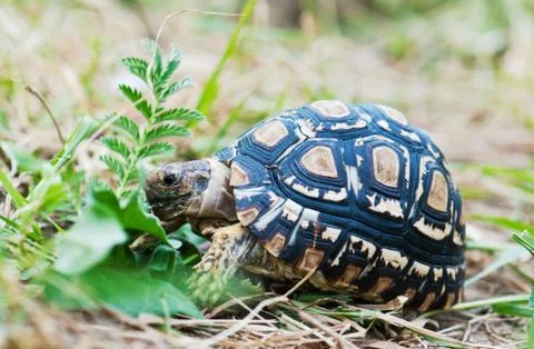 Leopard tortoise Stock Photos