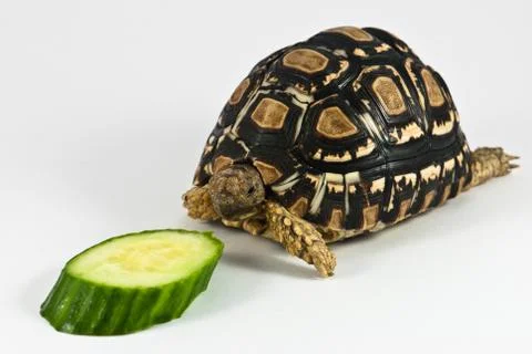 Leopard tortoise Stock Photos