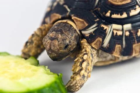 Leopard tortoise Stock Photos