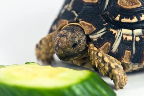 Leopard tortoise Stock Photos