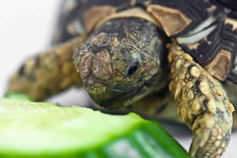 Leopard tortoise Stock Photos