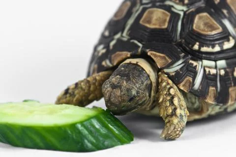 Leopard tortoise Stock Photos